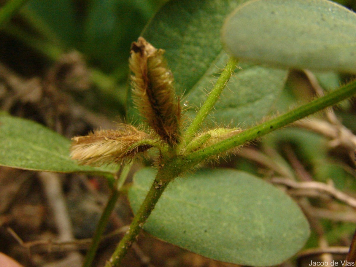 Calopogonium mucunoides Desv.